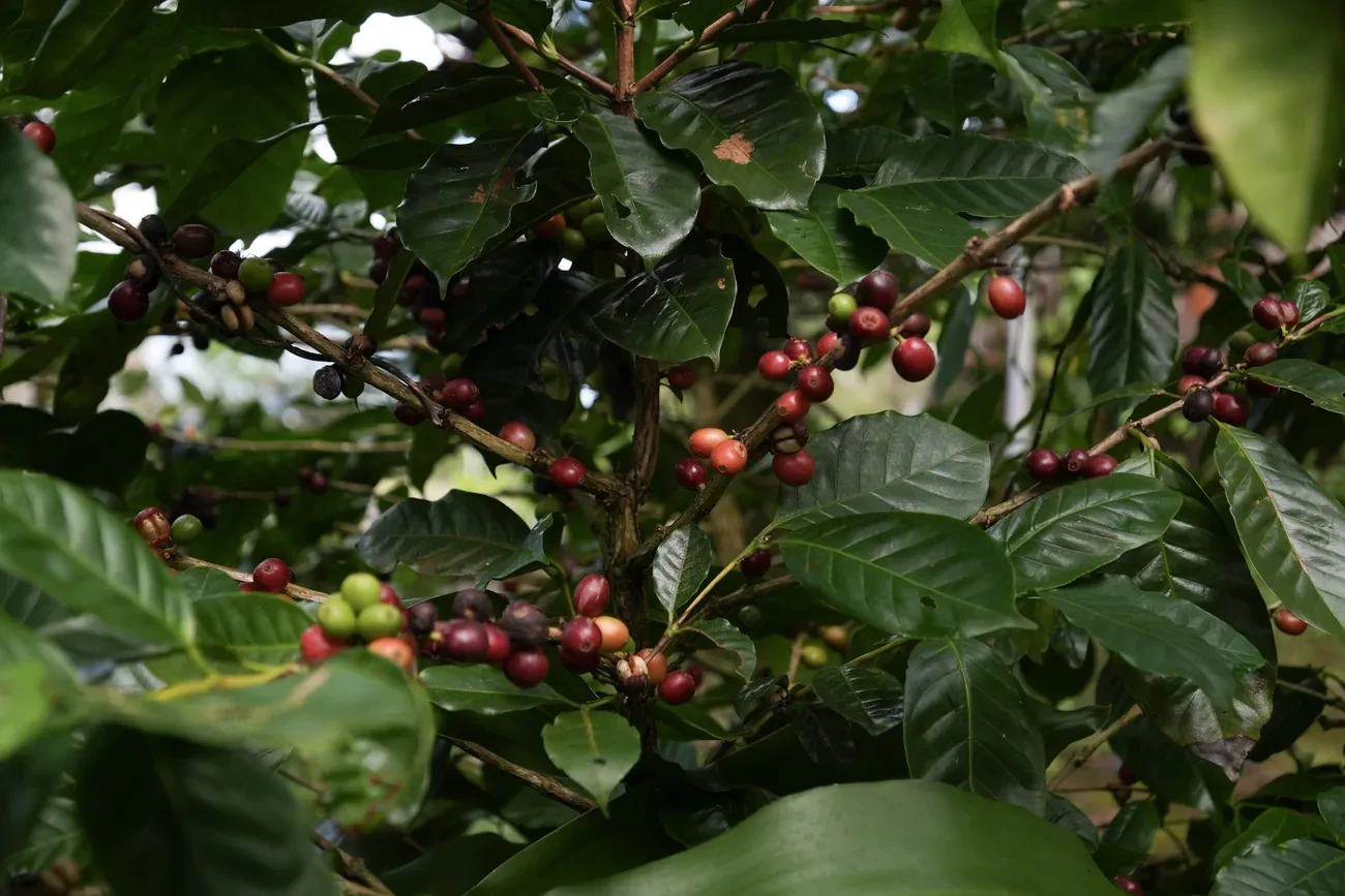 Coffee Plantation Tour