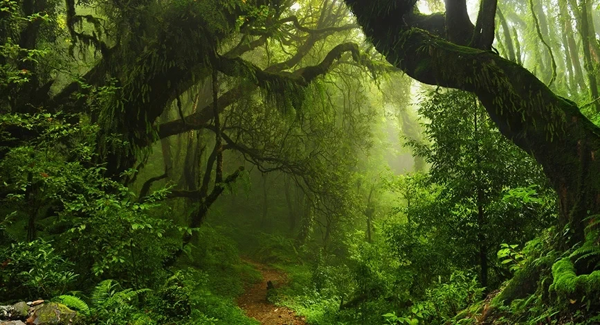 Cloud Forest Hiking